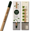 Crayon à planter Epicéa